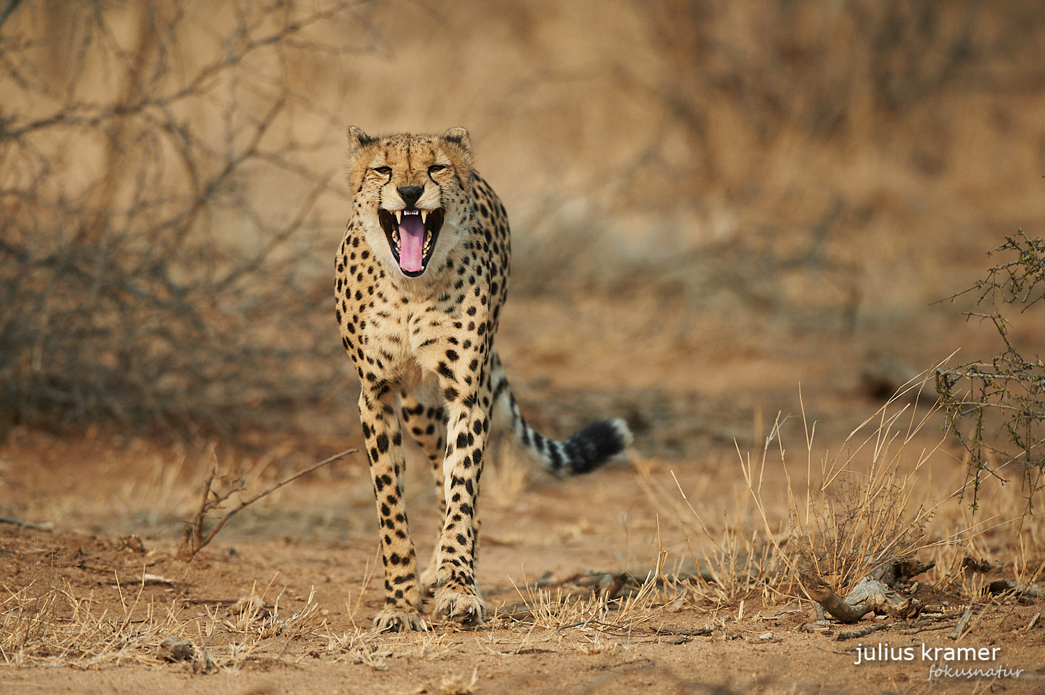 Gepard (Acinonyx jubatus)