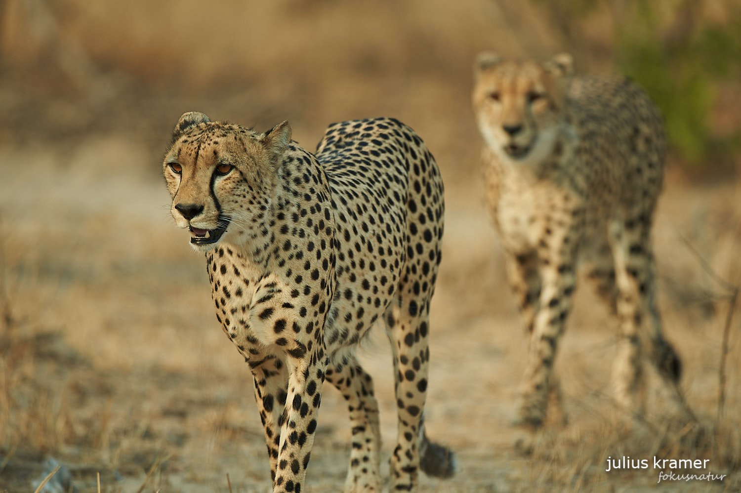 Gepard (Acinonyx jubatus)