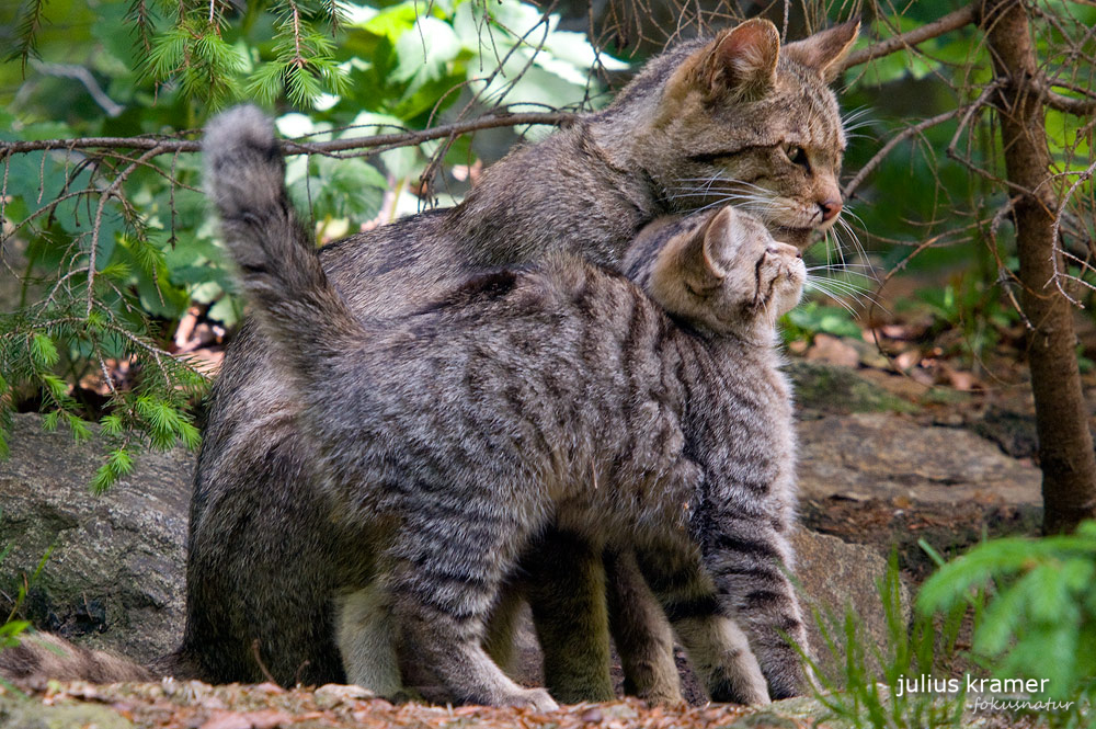 Wildkatze (Felis silvestris)