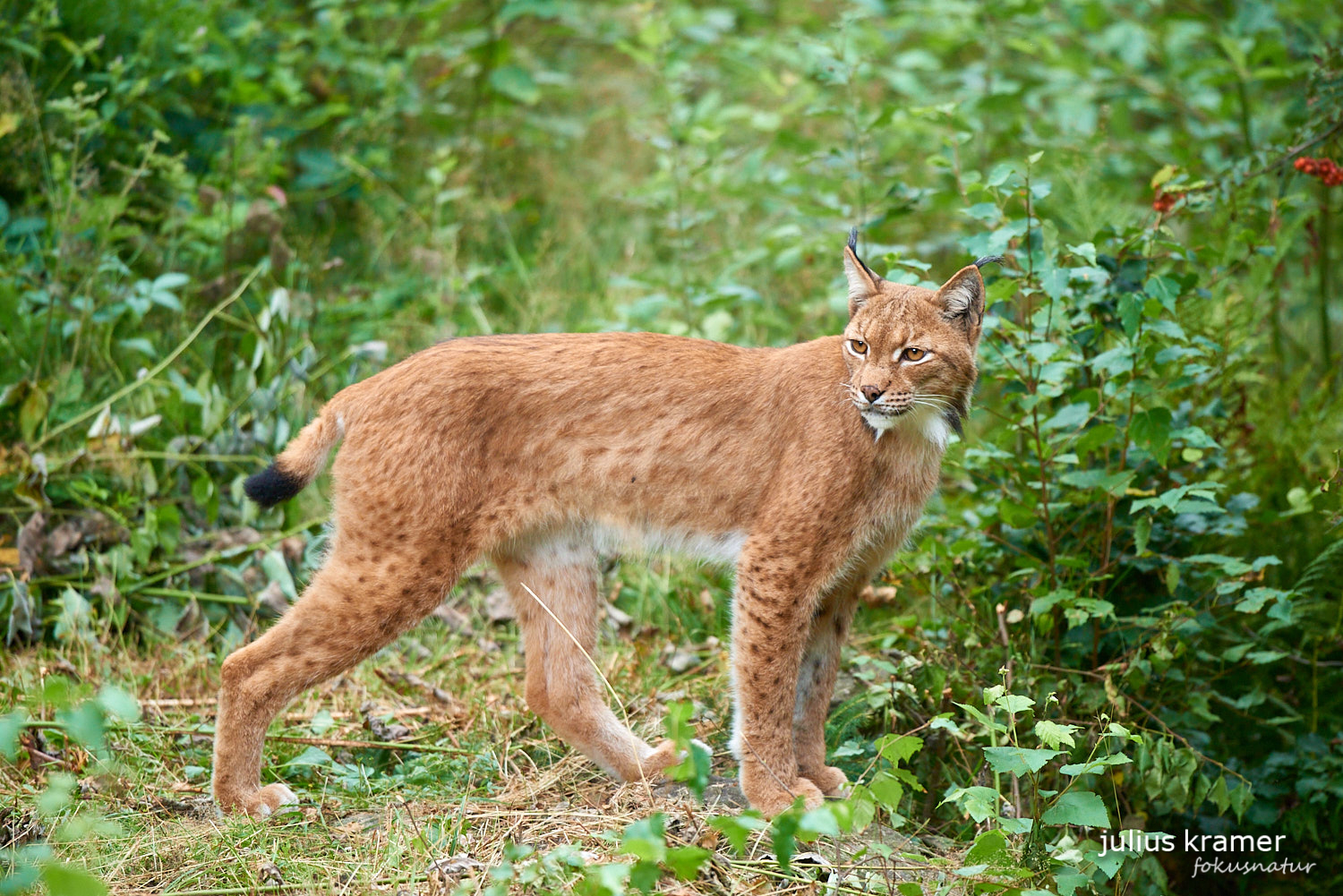 Luchs (Lynx lynx)