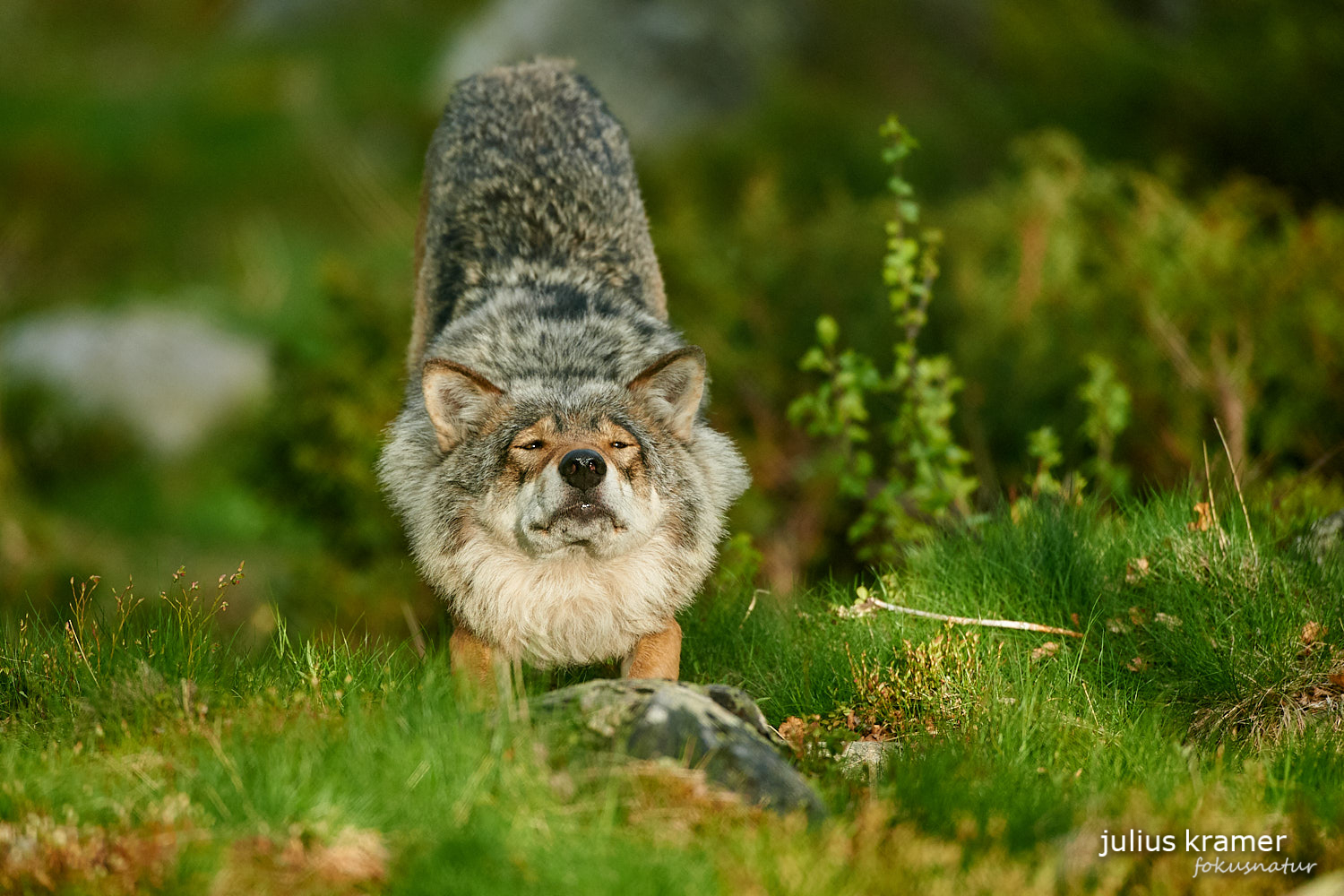 Europäischer Wolf (Canis lupus)