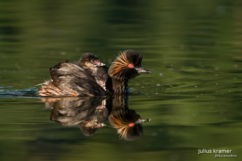 Schwarzhalstaucher (Podiceps nigricollis) mit Jungen