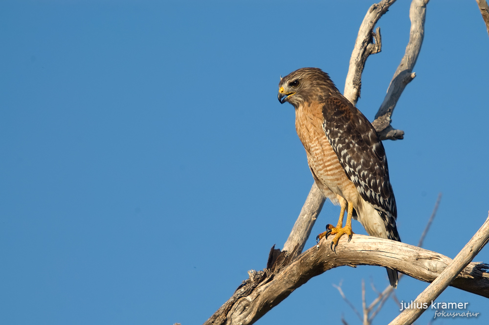 Rotschulterbussard (Buteo lineatus)