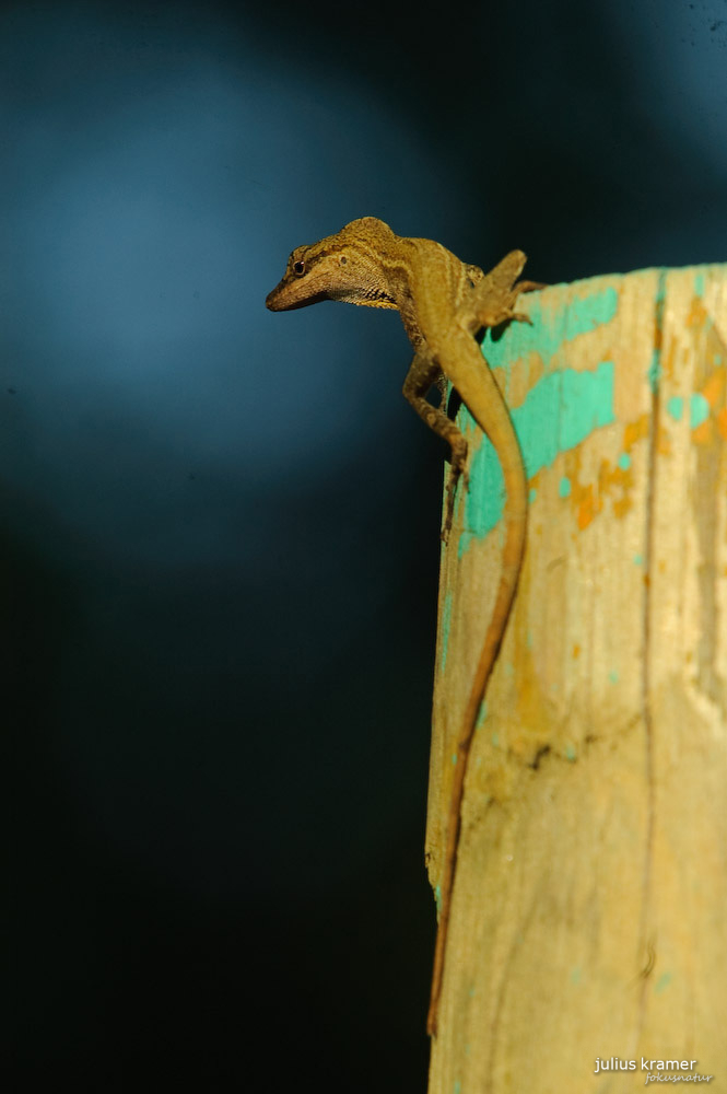 Seidenanolis (Norops sericeus)