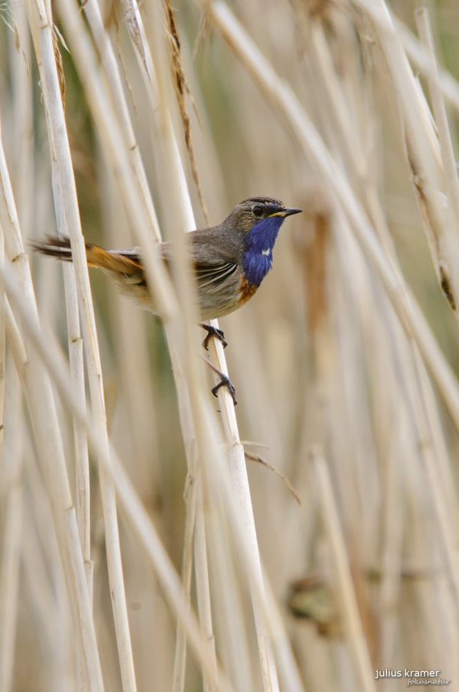 Blaukehlchen (Luscinia svecica)