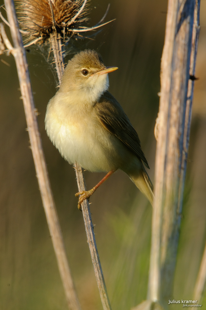 Sumpfrohrsänger (Acrocephalus palustris)