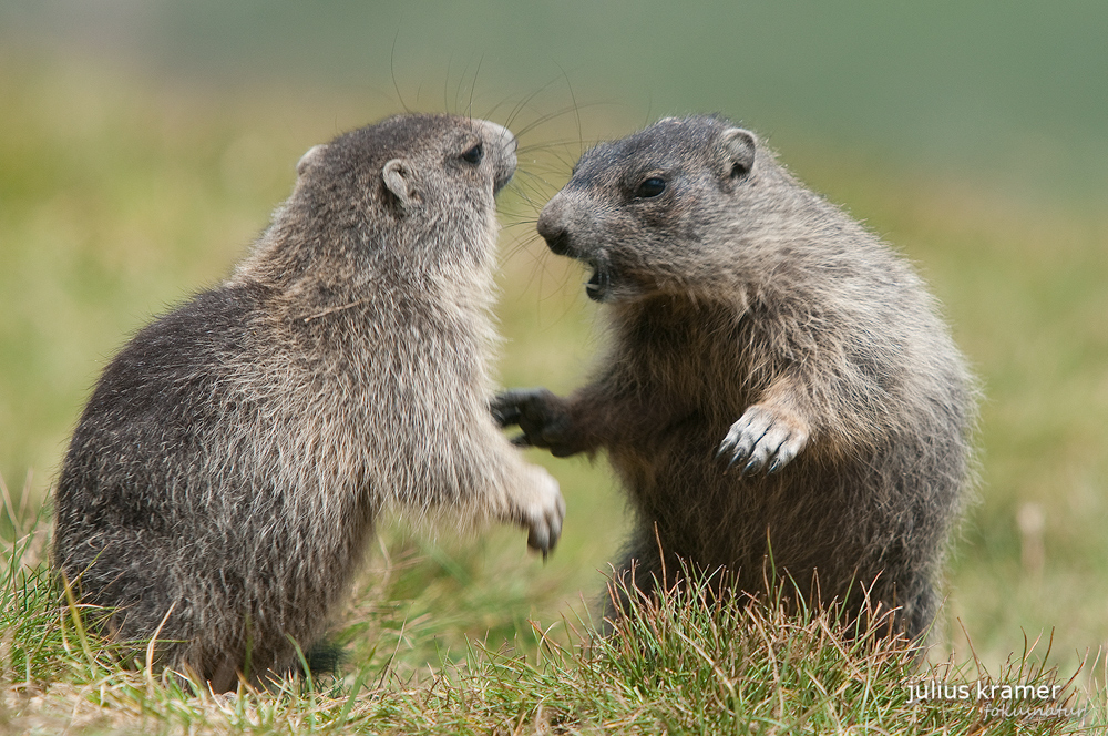 Spielende Murmeltiere (Marmota marmota)