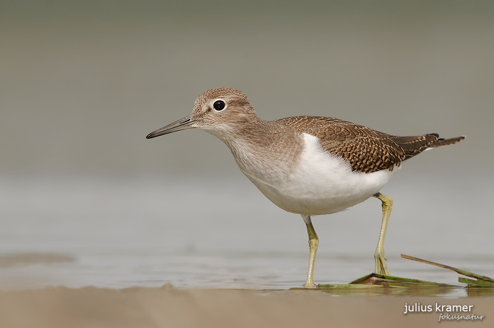 Flussuferläufer (Acitis hypoleucos)