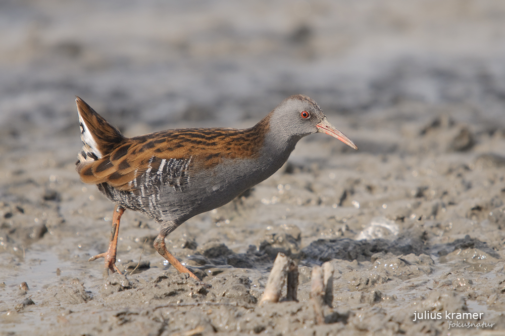 Wasserralle (Rallus aquaticus)