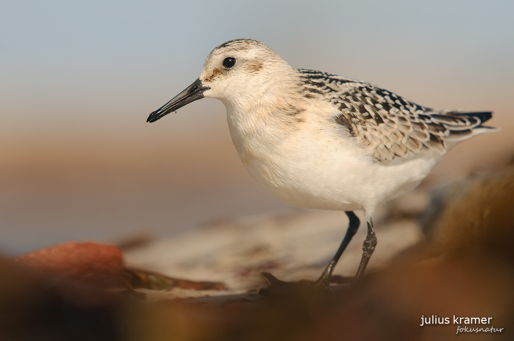 Sanderling (Calidris alba)