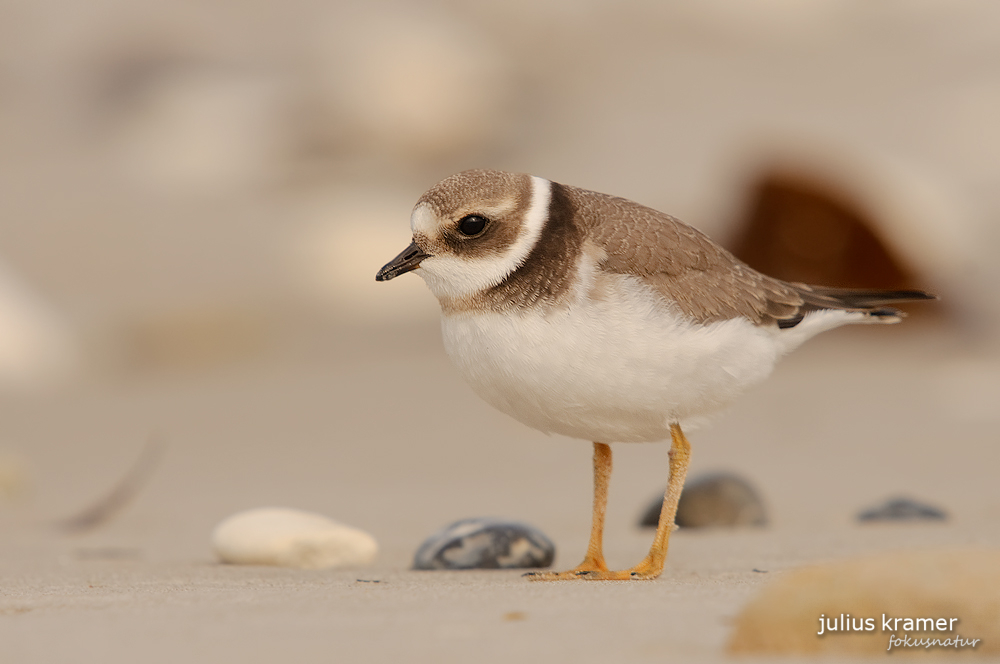 Sandregenpfeifer (Charadrius hiaticula)