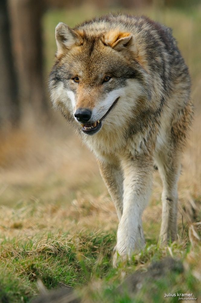 Wolf (Canis lupus)