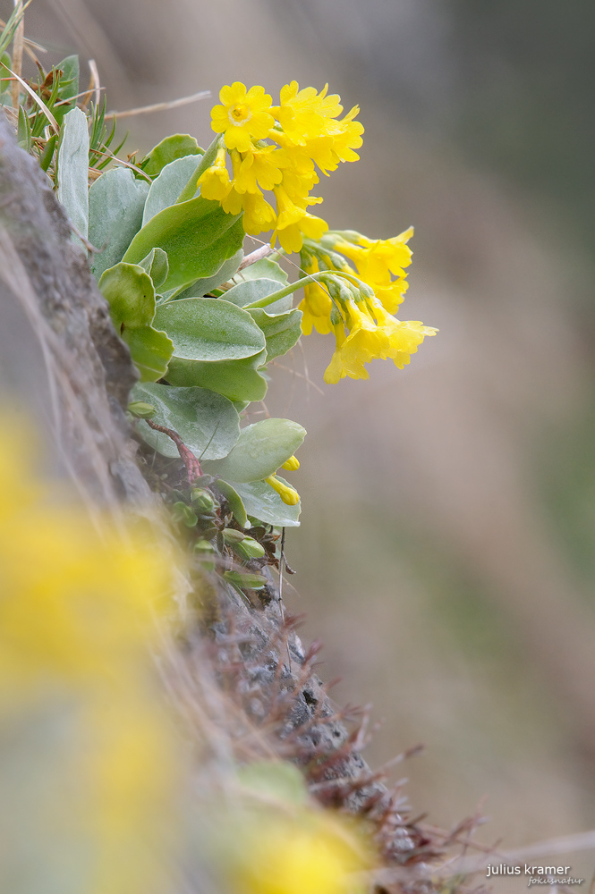 Aurikel (Primula auricula)