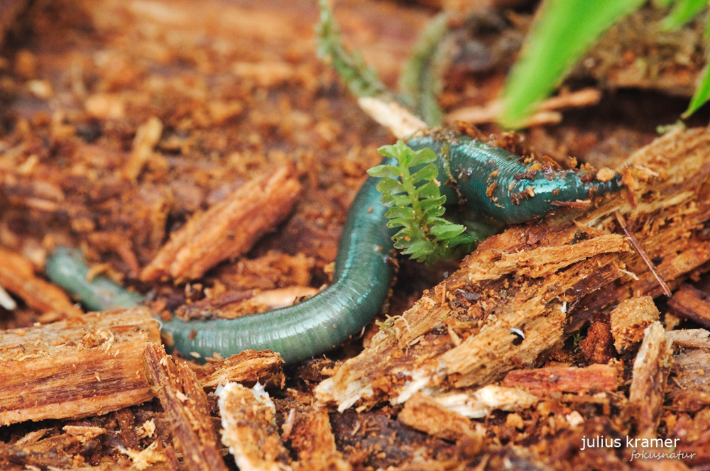 Grüner Regenwurm (Allolobophora smaragdina)