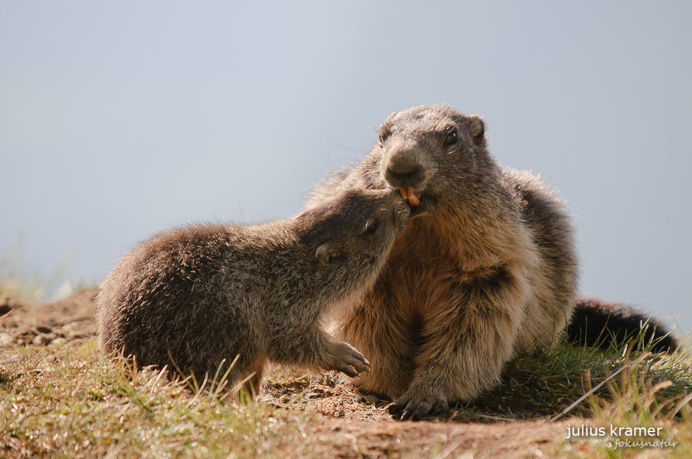 Murmeltier (Marmota marmota)