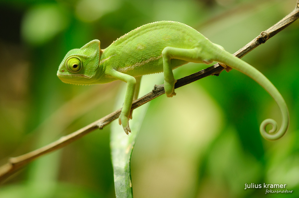 Junges Jemenchamöleon (Chamaeleo calyptratus)