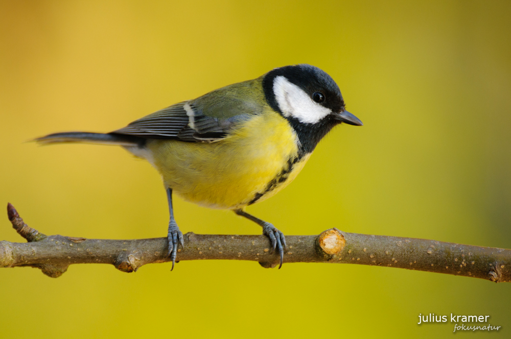 Kohlmeise (Parus ater)