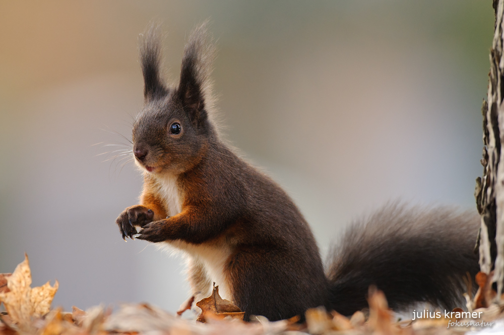 Eichhörnchen (Sciurus vulgaris)