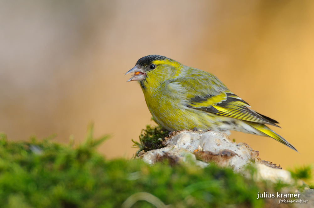 Erlenzeisig (Carduelis spinus)