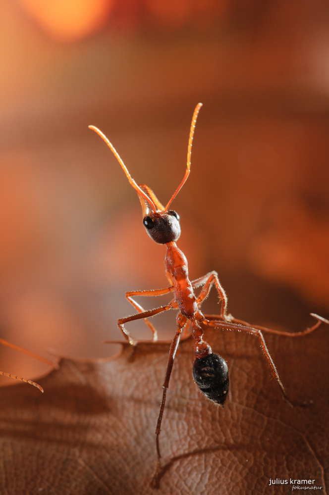 Bulldog-Ameise (Myrmecia nigriceps)