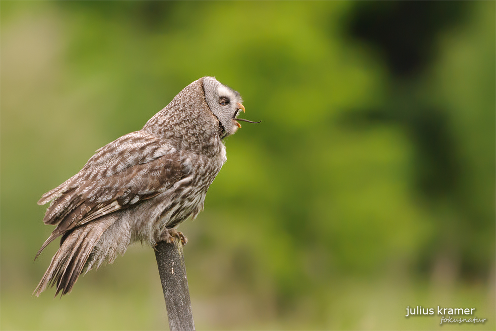 Bartkauz (Strix nebulosa)