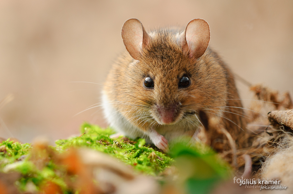 Waldmaus (Apodemus sylvaticus)