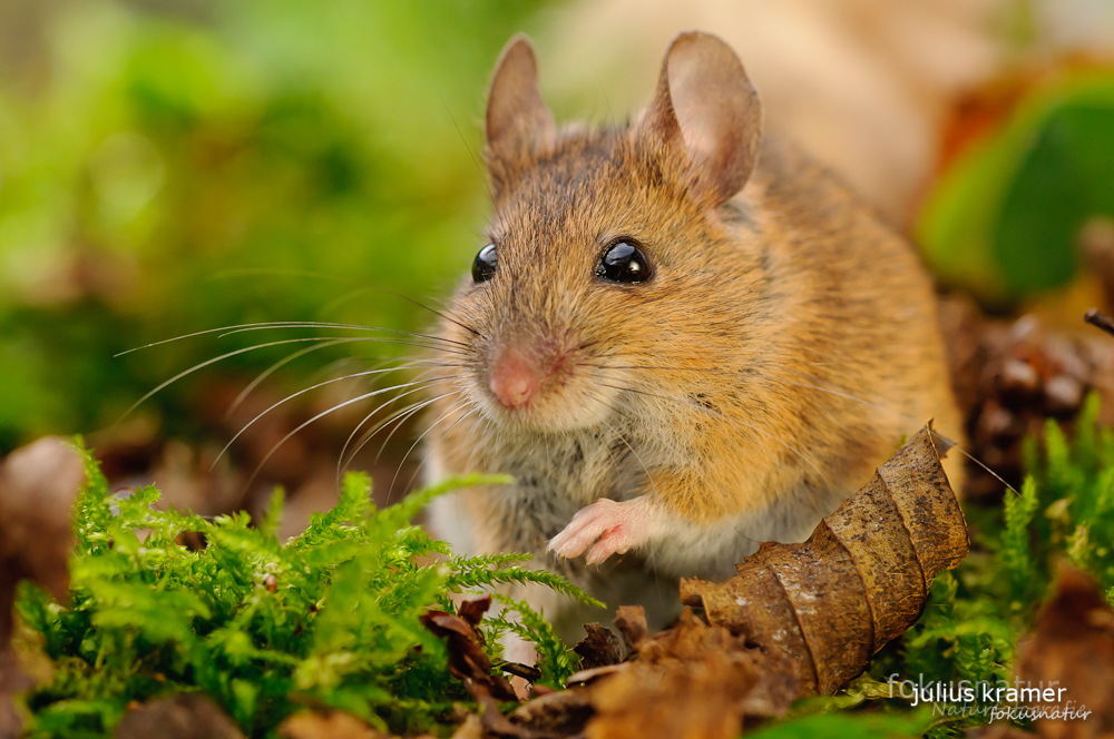 Waldmaus (Apodemus sylvaticus)