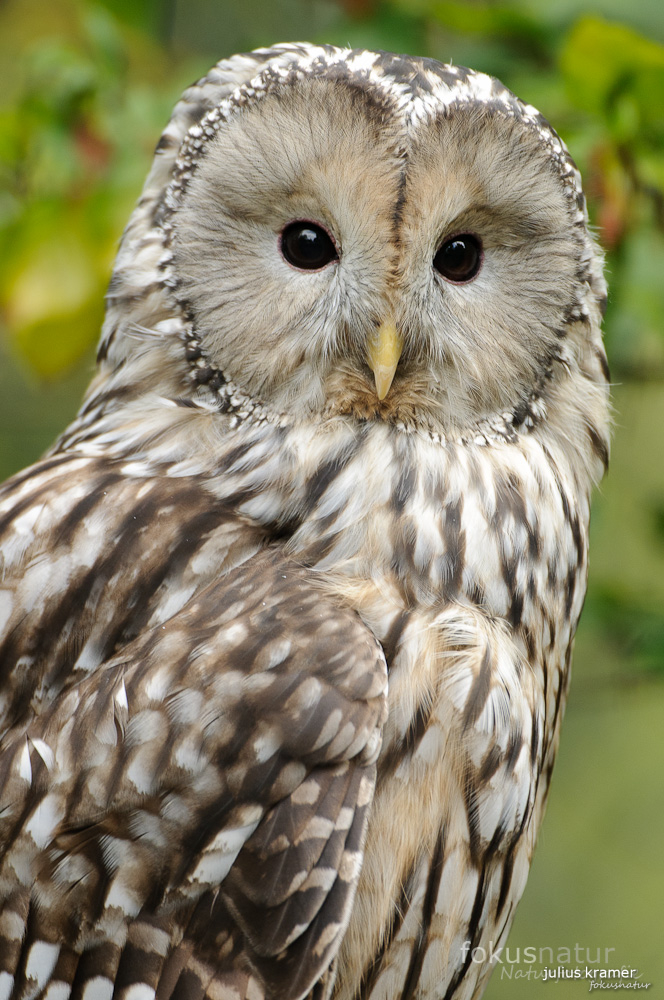 Habichtskauz (Strix uralensis)