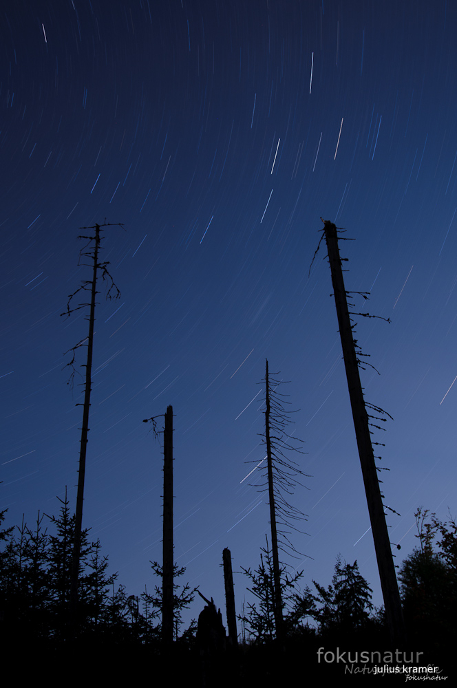 Windbruch bei Nacht