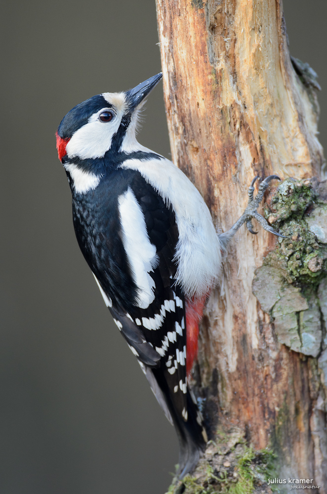 Buntspechtmännchen (Dendrocopos major)