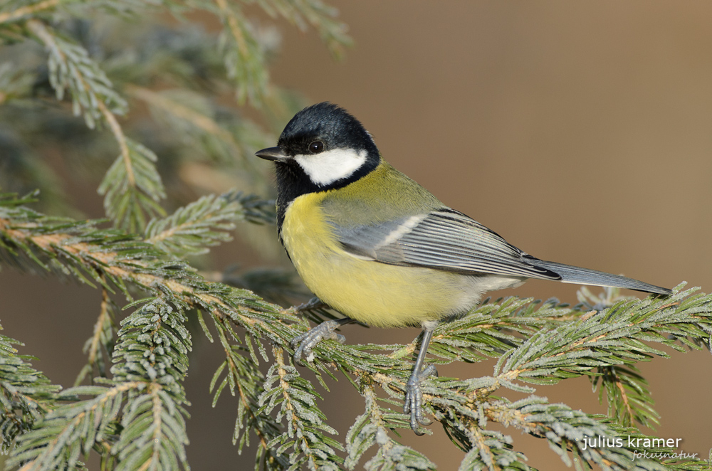 Kohlmeise (Parus ater)