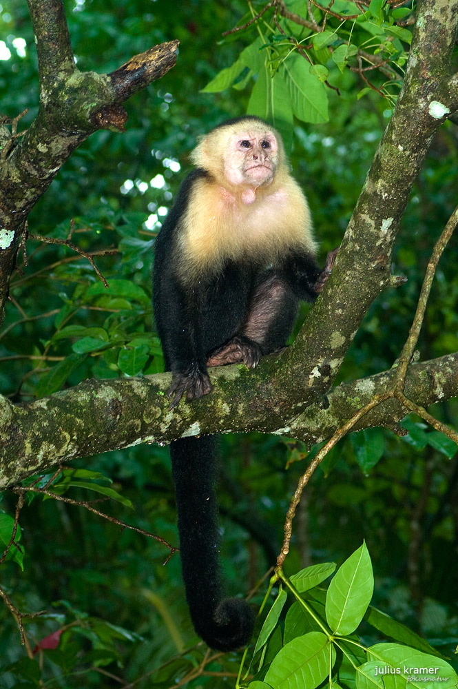 Kapuzineraffe (Cebus capucinus)