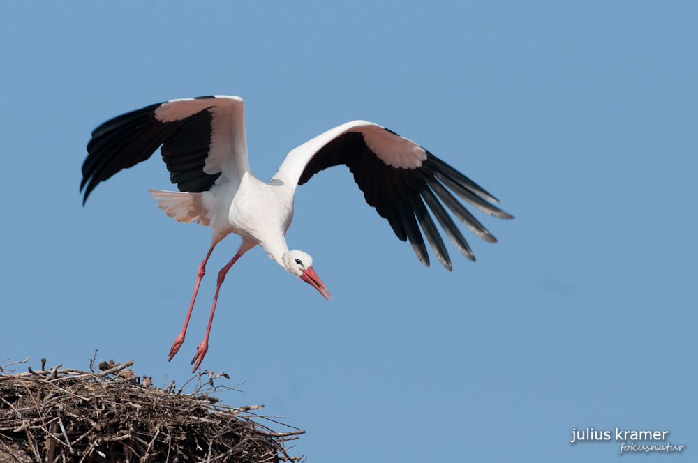 Weißstorch (Ciconia ciconia)