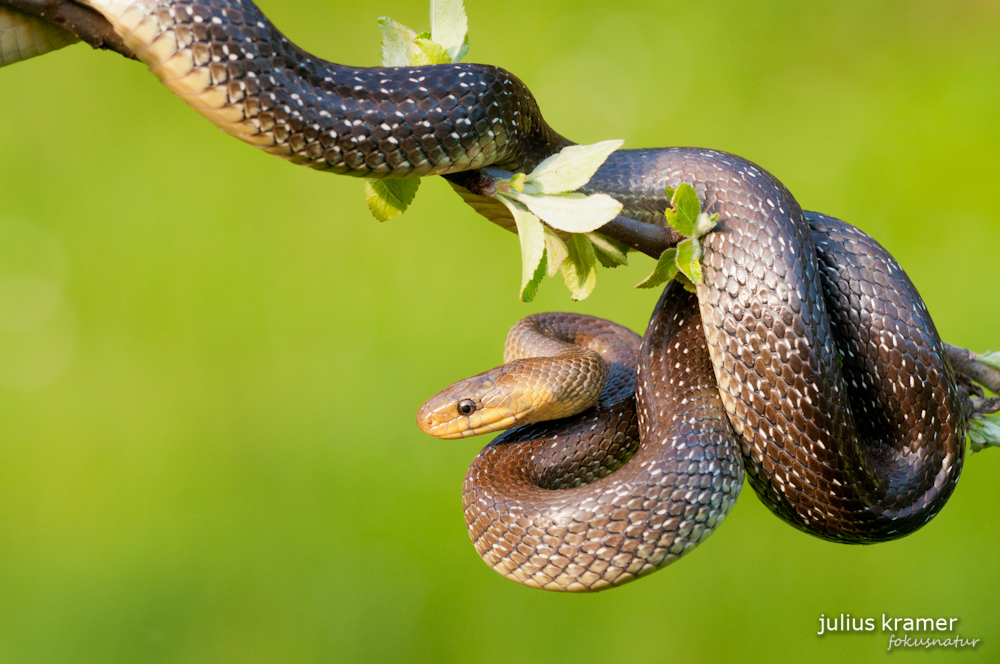 Äskulapnatter [Zamenis longissimus)