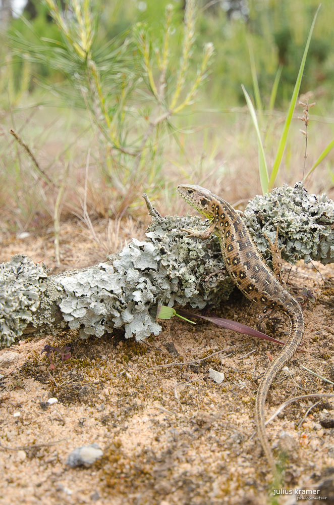 Weibliche Zauneidechse (Lacerta agilis)