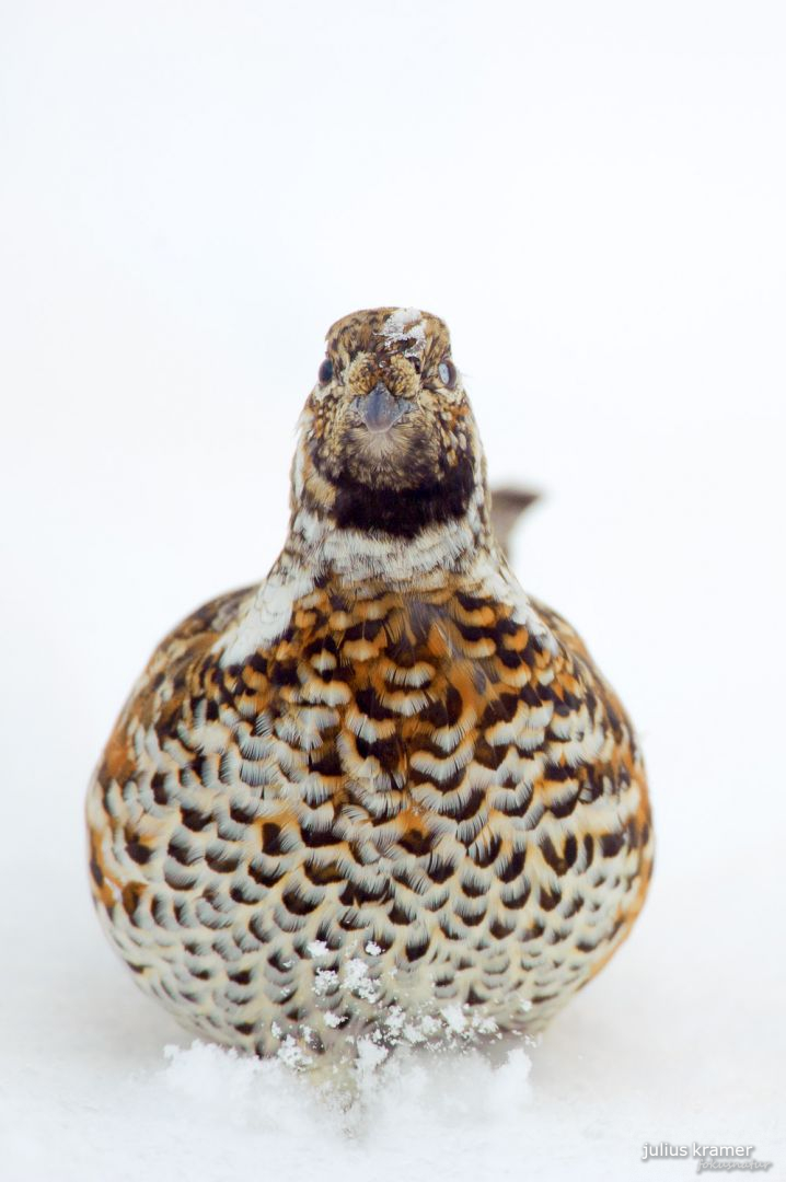 Haselhuhn (Tetrastes bonasia)