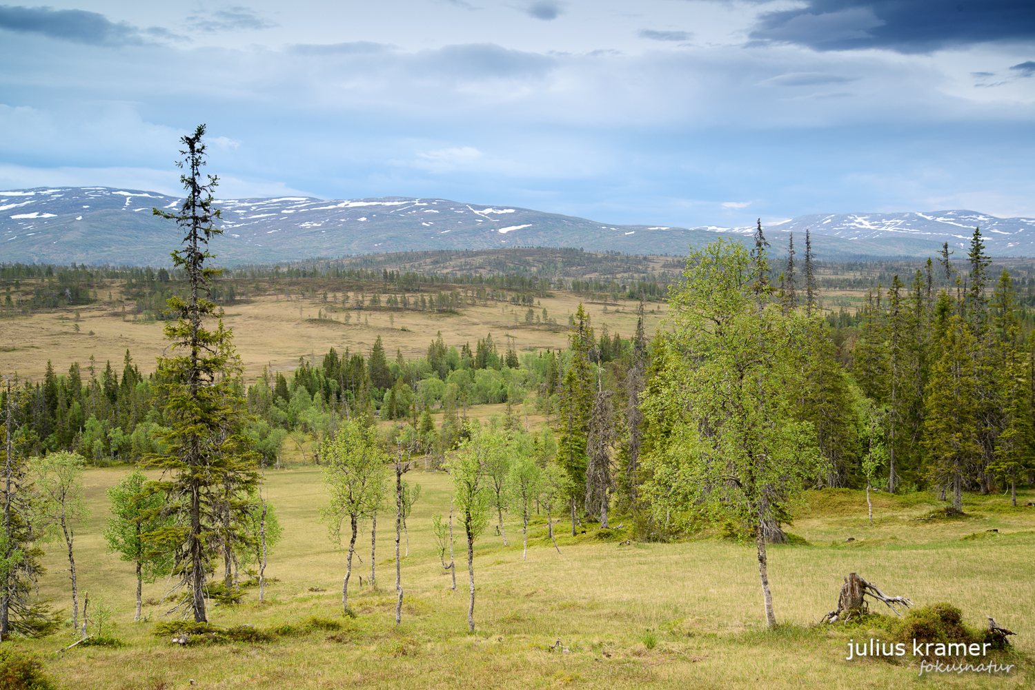 Norwegischer Wald