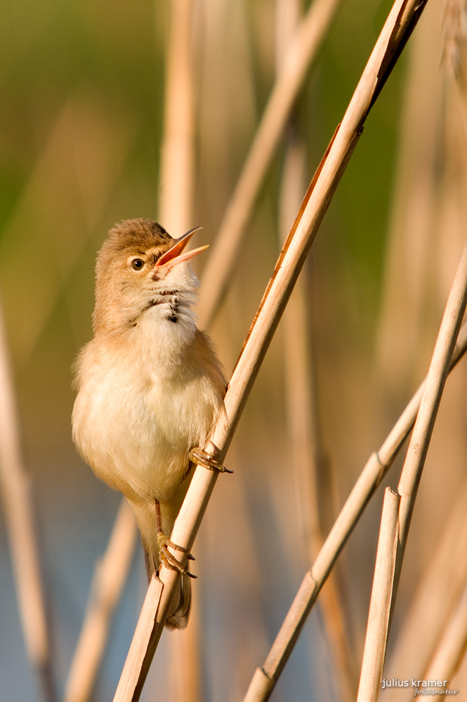 Teichrohrsänger (Acrocephalus scirpaceus)