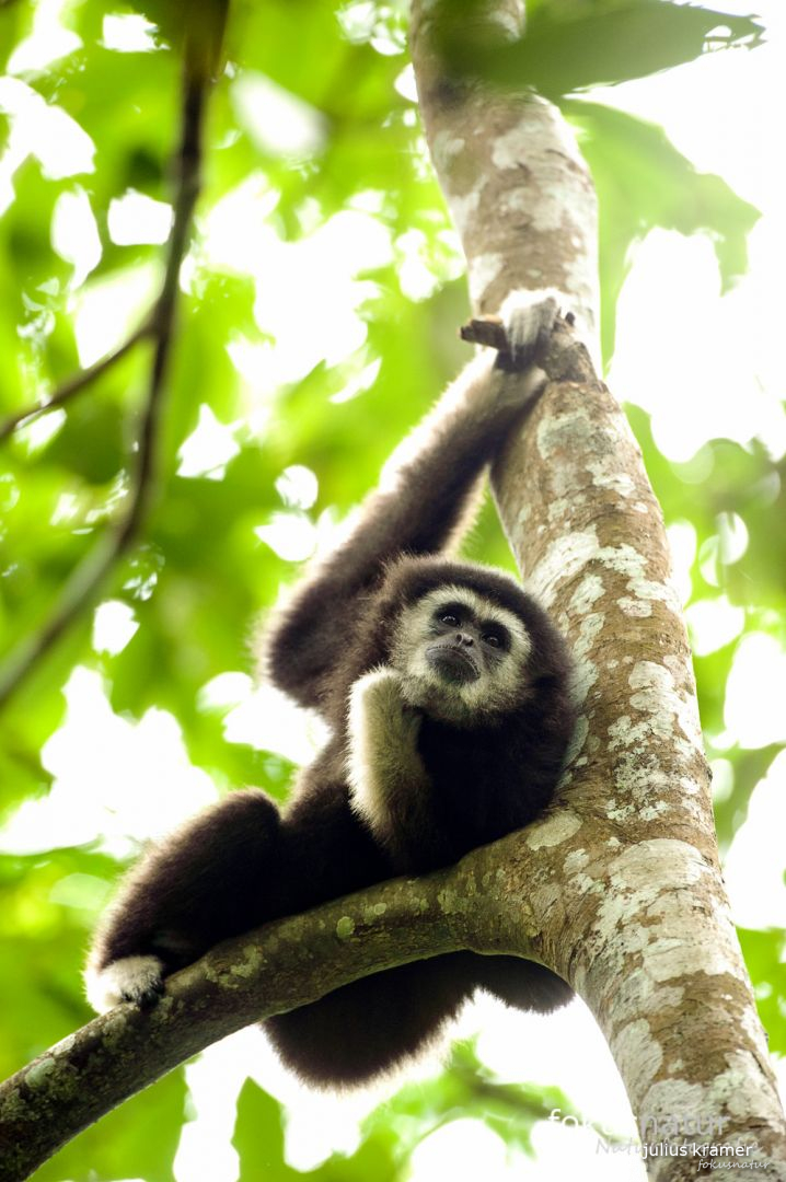 Weißhandgibbon (Hylobates lar)