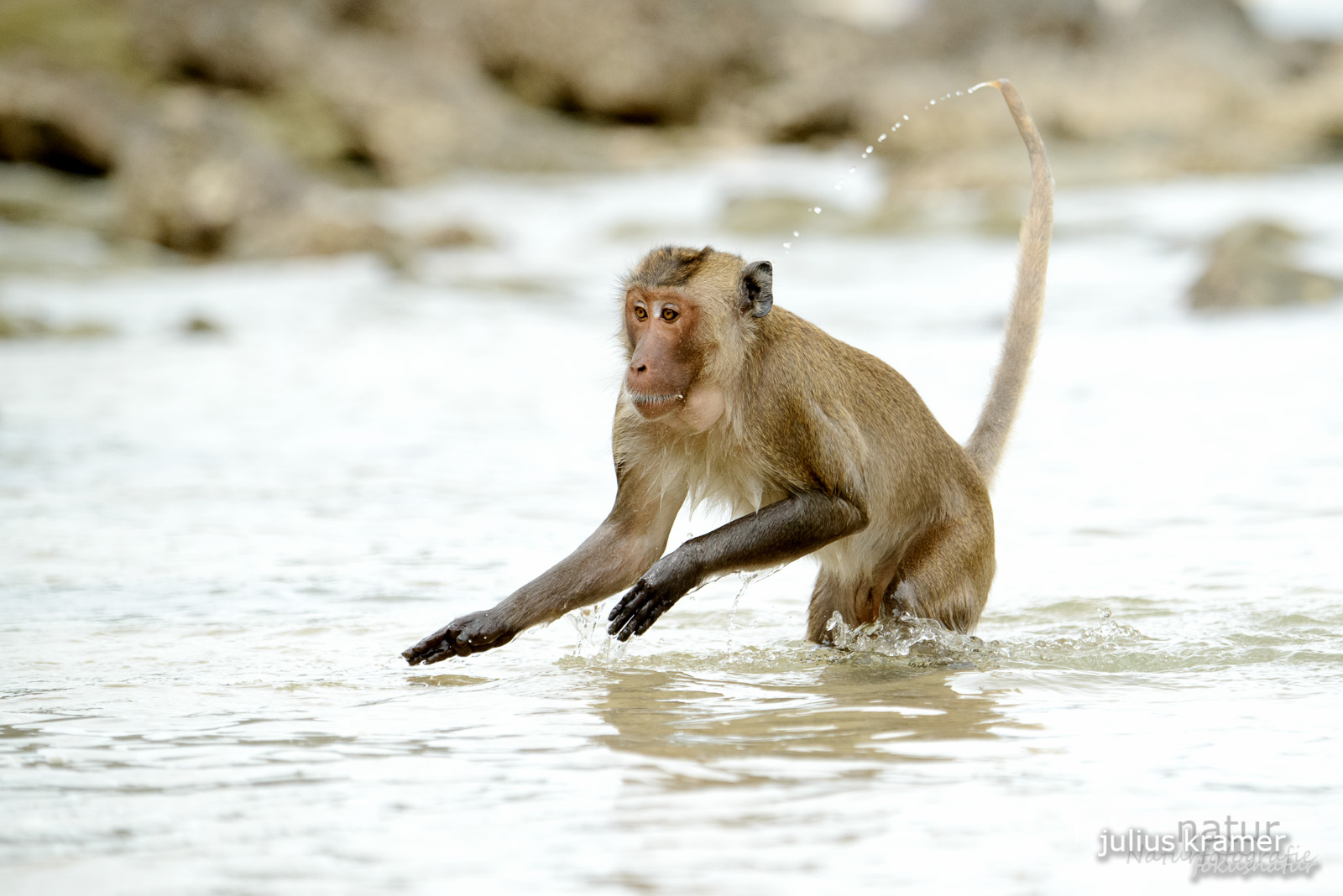 Javaneraffe (Macaca fascicularis)