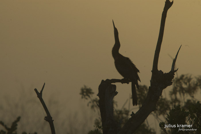 Amerikanischer Schlangenhalsvogel (Anhinga anhinga)