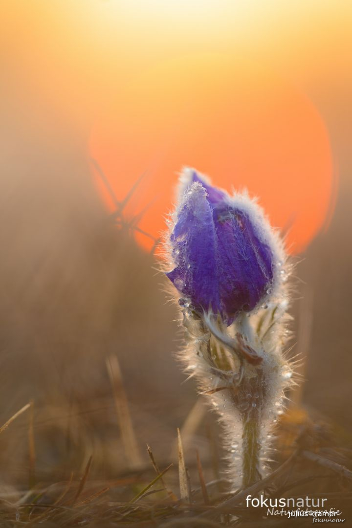 Finger-Kuhschelle (Pulsatilla patens)