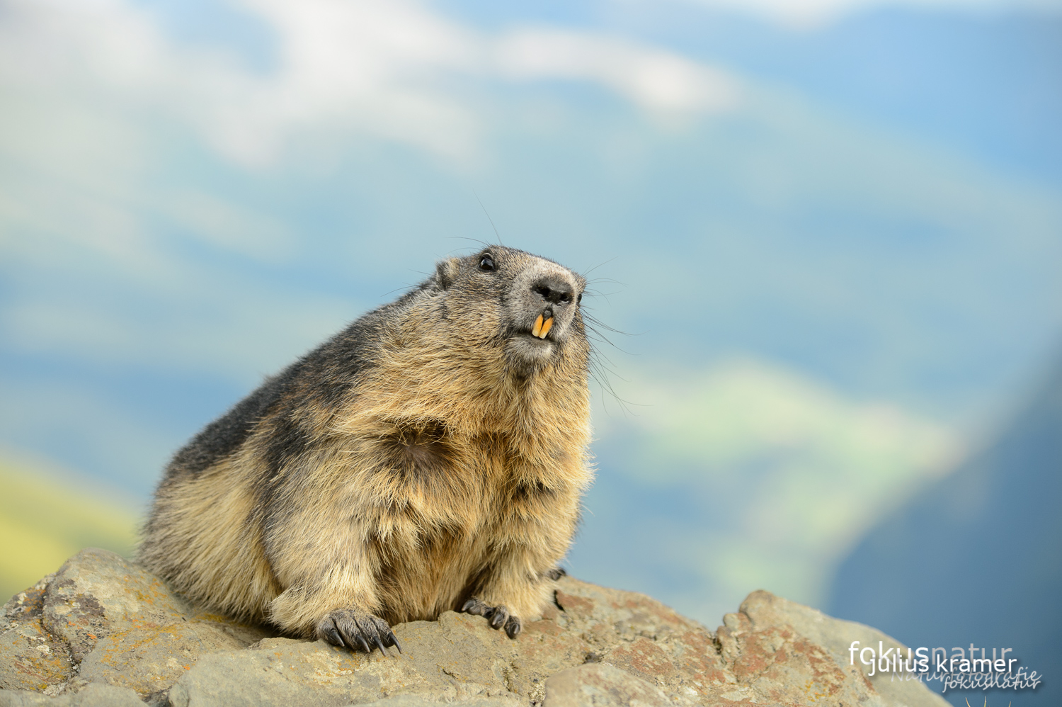 Murmeltier (Marmota marmota)