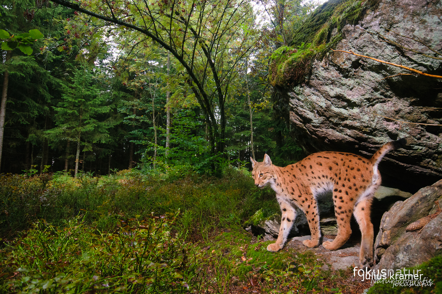 Luchs (Lynx lynx) auf der Kamerafalle