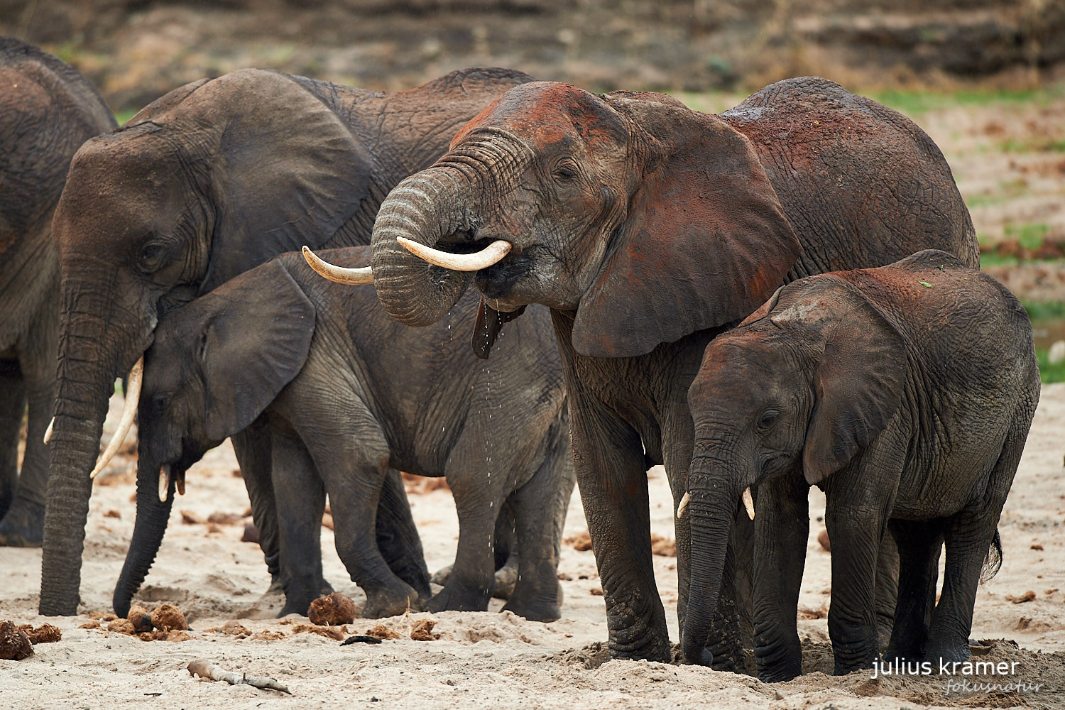 Afrikanischer Elefant (Loxodonta africana)