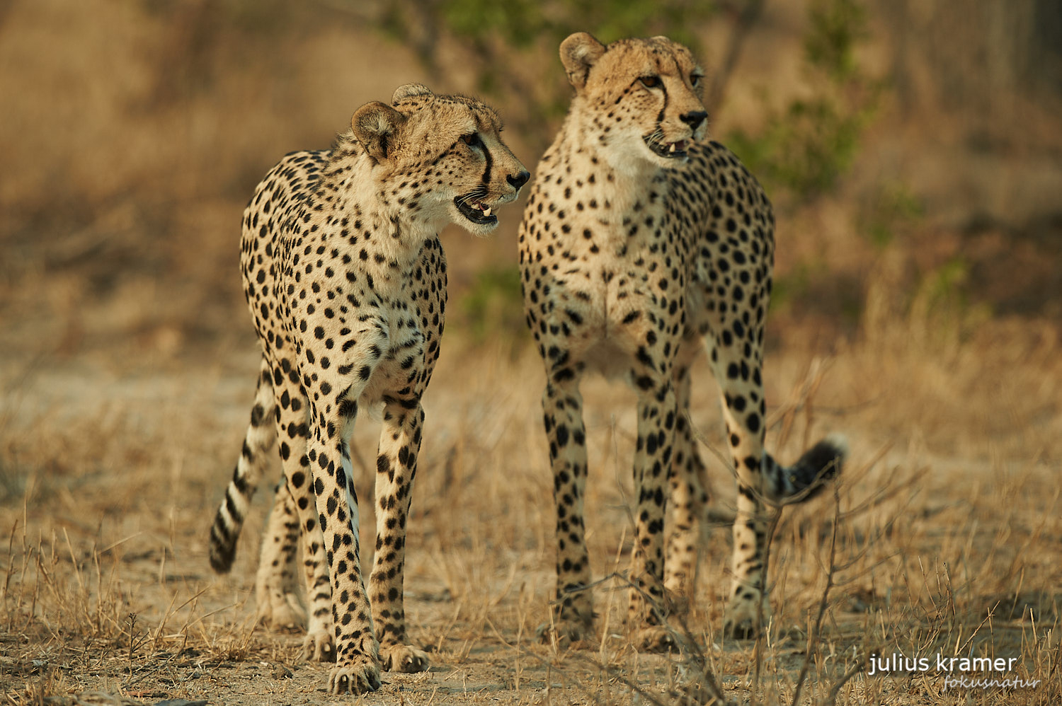 Gepard (Acinonyx jubatus)