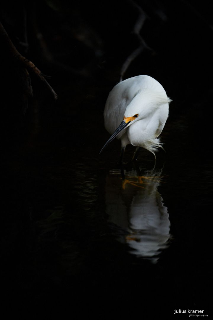 Seidenreiher (Egretta garzetta)