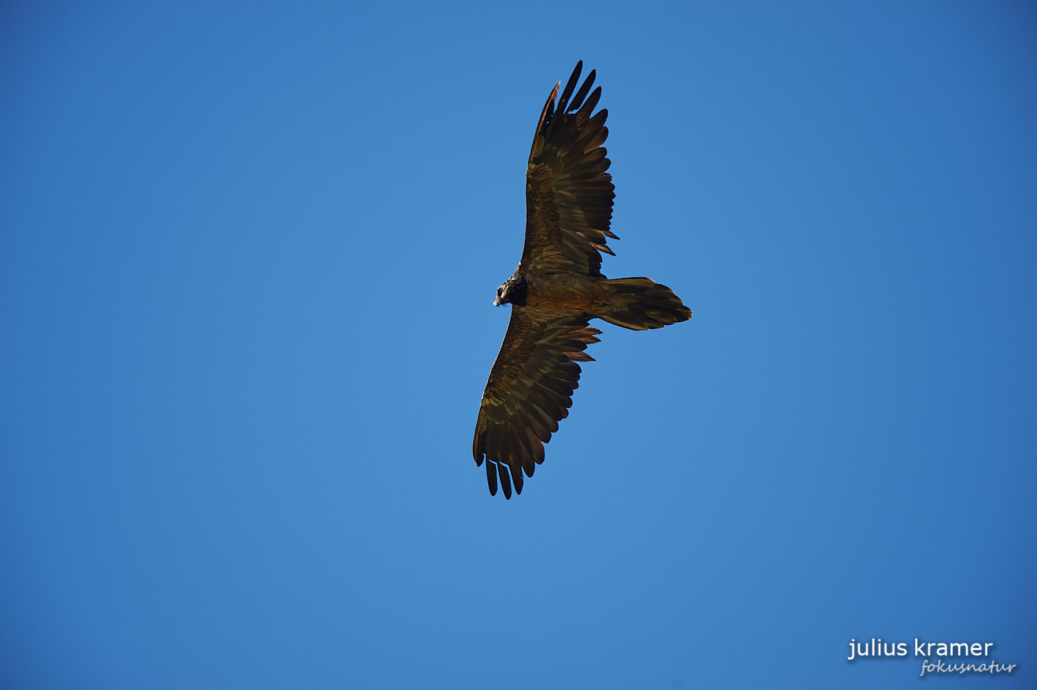 Junger Bartgeier (Gypaetus barbatus