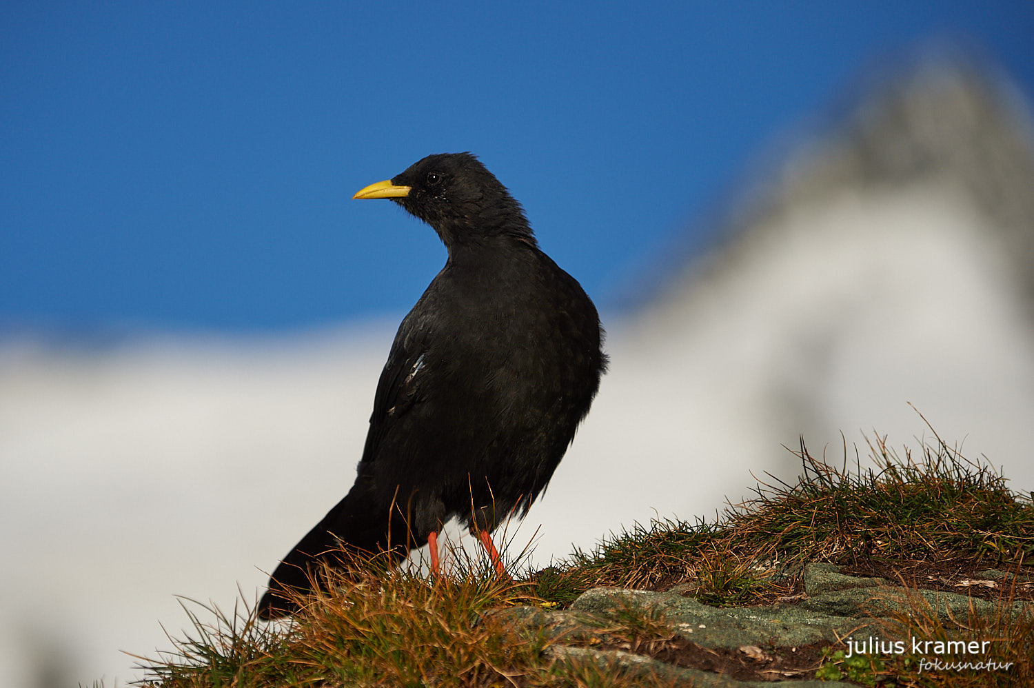 Alpendohle (Pyrrhocorax graculus)