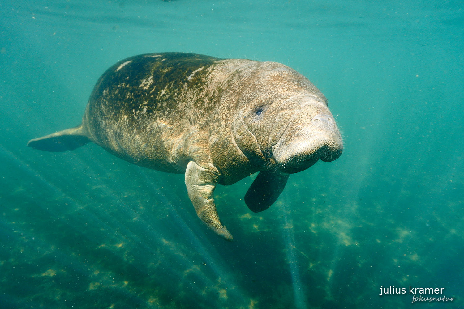 Karibik-Manati (Trichechus manatus)